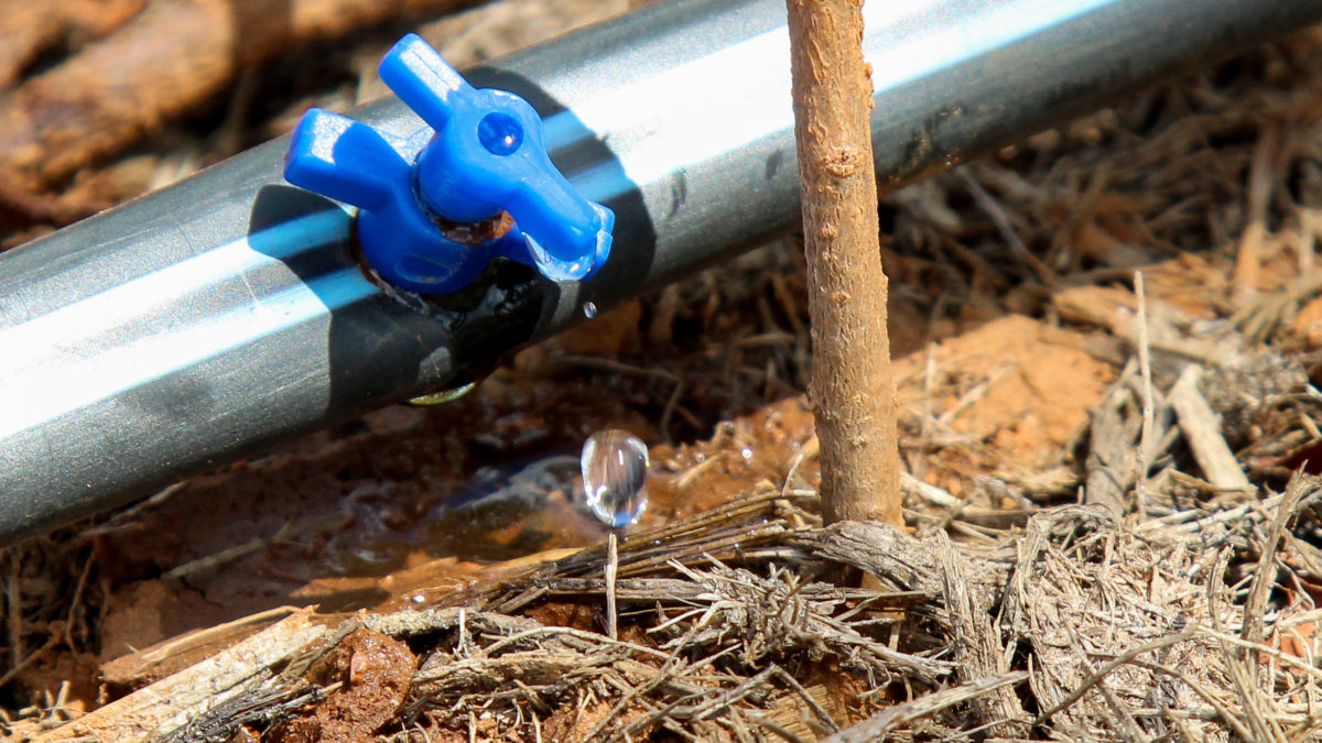 No Vale do São Francisco, projetos de irrigação se adequaram para uso consciente da água