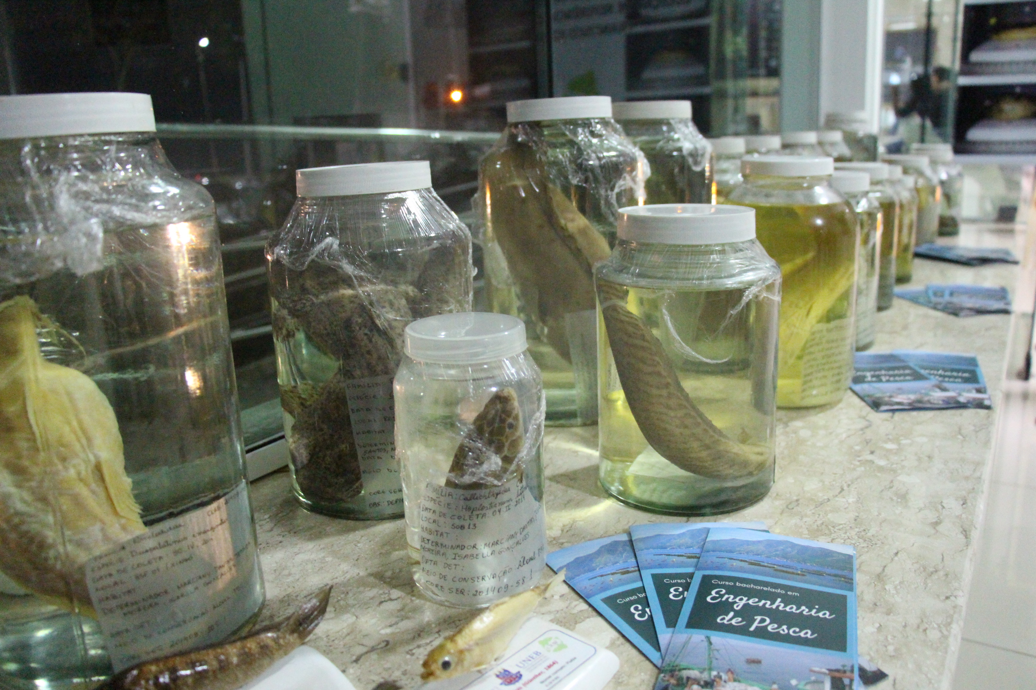 Espécies de peixes nativos do Rio São Francisco são catalogadas em museu na Bahia